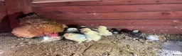 Chickens poultry for sale: Bantam mum with 15 Pekin bantam chicks for sale - Advert 4