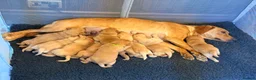 Labrador Retriever dogs for sale: Fox Red Labrador Puppies, Home Reared in Herts in Hitchin - Advert 24