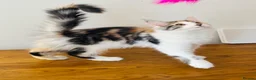 Maine Coon cats for sale: Pure bred Maine coon Kittens  - Advert 16
