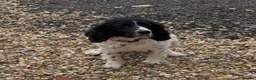 Sprocker dogs for sale: Sprocker puppys - Advert 13