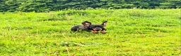 Dachshund dogs for sale: *Gamekeeper bred Wire Haired Dachshund Puppies* - Advert 7