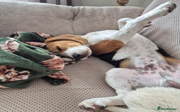 Beagle dogs for sale: 9 mouths old puppy beagle  - Image 8