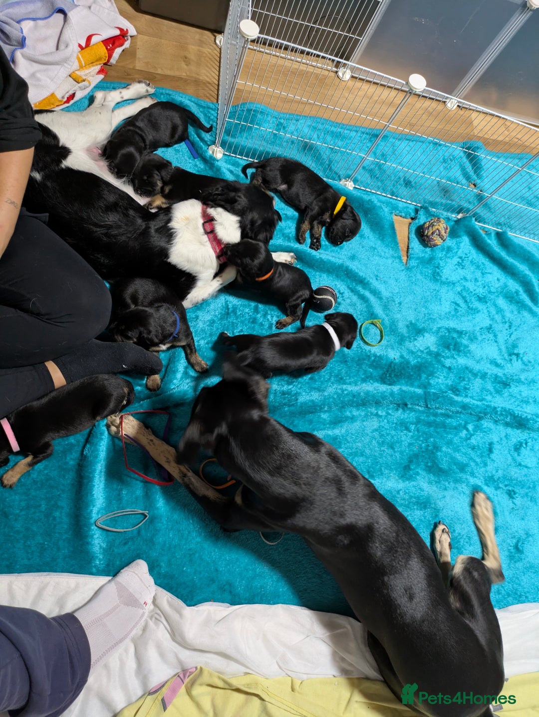 Mixed Breed dogs for sale: Jack, Springer X staffy, lurcher puppies - Image 38