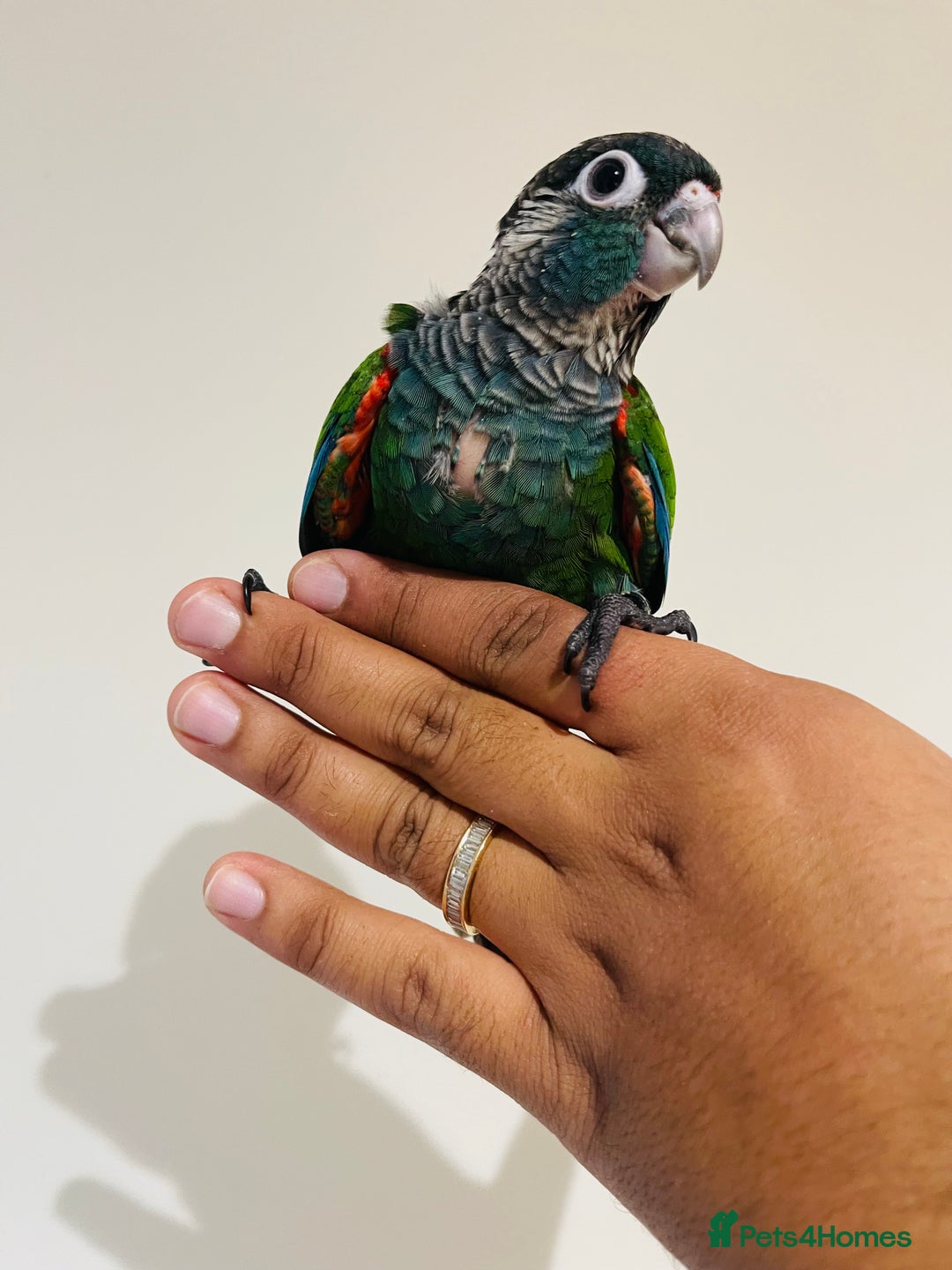 Mixed Breed birds for sale: Various birds for sale - Image 7