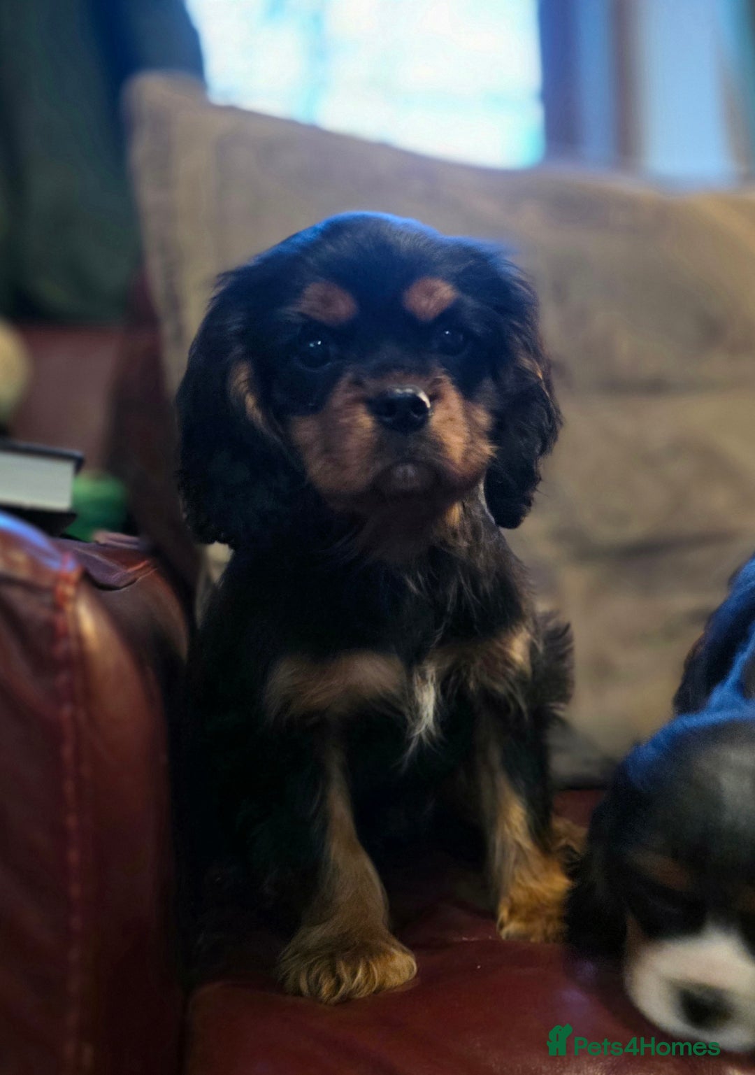 Cavalier King Charles Spaniel dogs for sale: KC Registered Cavalier King Charles Spaniels - Advert 6