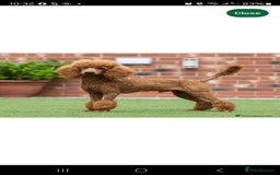 Maltipoo dogs for sale: F1 toy multipoo puppies - Image 8