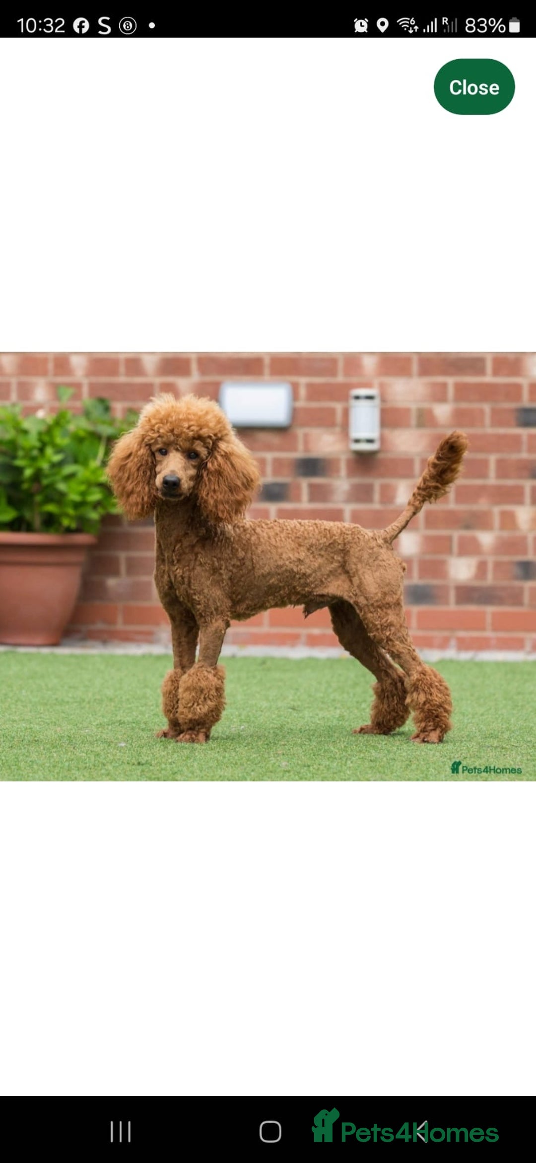 Maltipoo dogs for sale: F1 toy multipoo puppies - Image 8