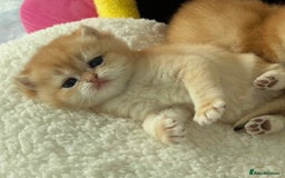 British Shorthair cats for sale: British Shorthair NY12 Kittens  - Image 5