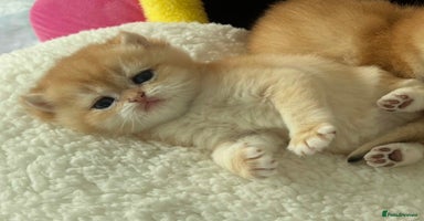 British Shorthair cats - Advert 3