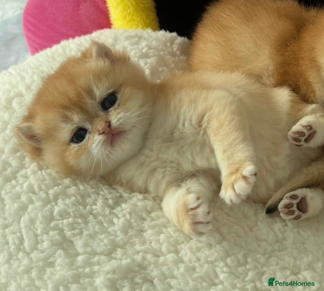 British Shorthair cats for sale: British Shorthair NY12 Kittens  - Image 5