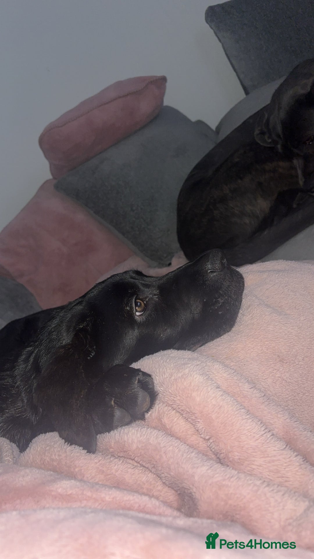 Mixed Breed dogs for sale: Cosmo is 15weeks old - Image 2