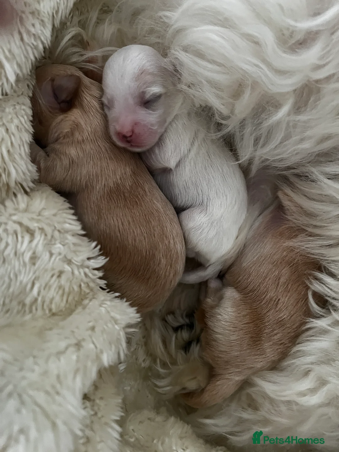 Mixed Breed dogs for sale: Coton de Tulear x Mini Australian Labradoodle - Advert 3
