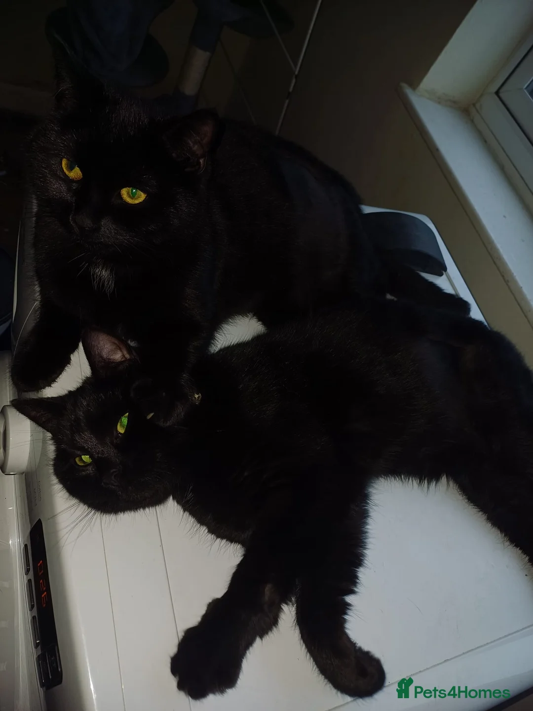 Mixed Breed cats for sale: 10 Month Old Twin Sisters - Advert 6