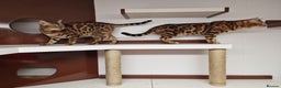 Bengal cats for stud: Bengal cat for stud, Calvin. in Peterborough - Advert 23