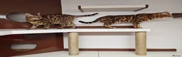 Bengal cats for stud: Bengal cat for stud, Calvin. in Peterborough - Advert 24