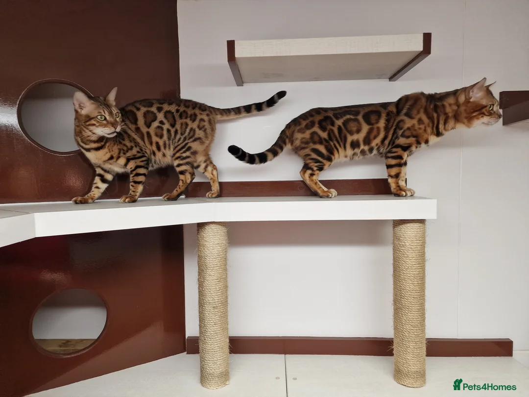 Bengal cats for stud: Bengal cat for stud, Calvin. in Peterborough - Advert 24