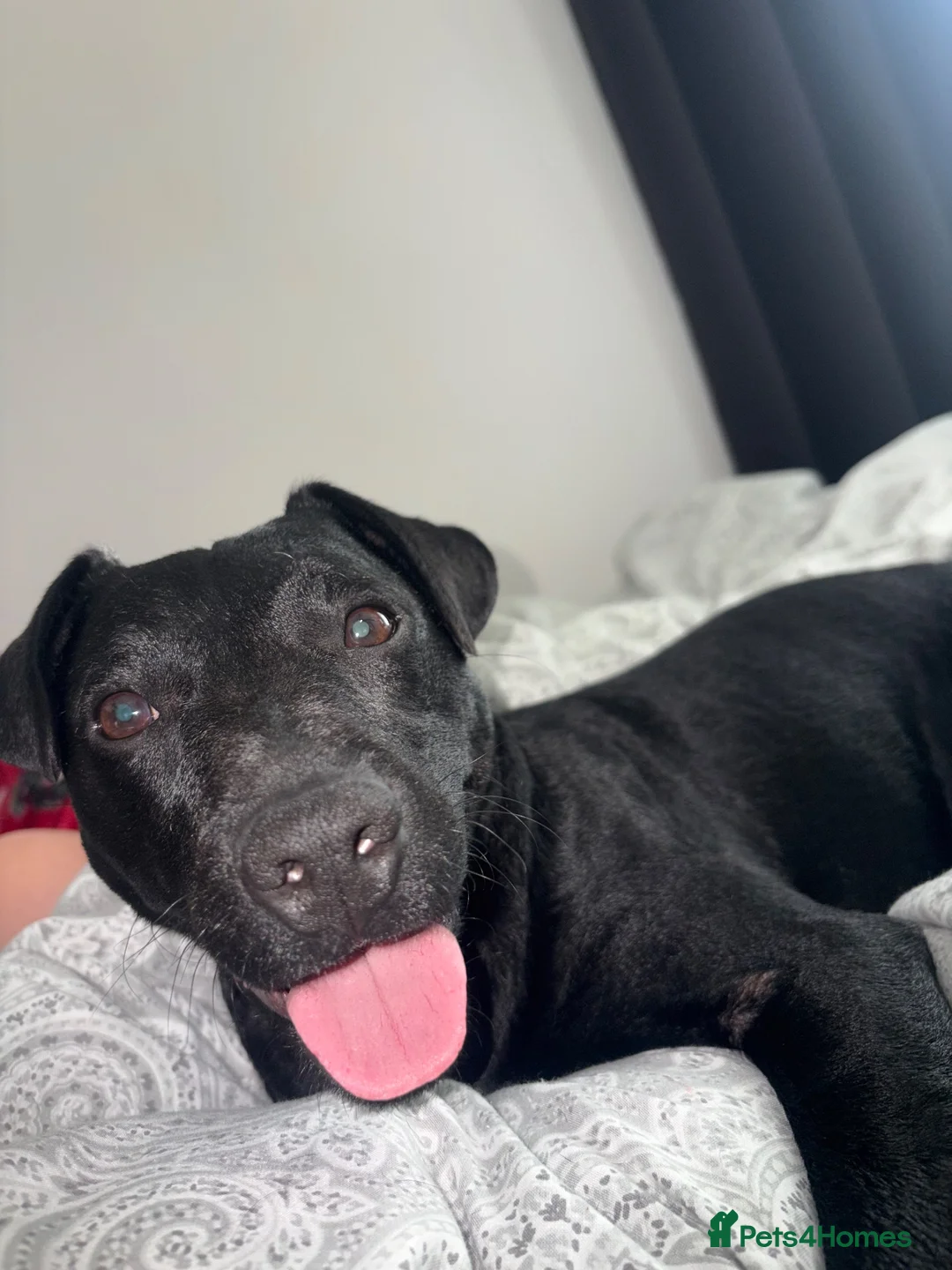 Patterdale Terrier dogs for stud: Patterdale for Stud in Barrow-in-Furness - Advert 4