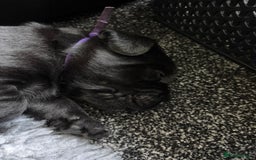 Labrador Retriever dogs for sale: Stunning litter of chunky black Labradors - Advert 20