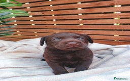 Labrador Retriever dogs for sale: KC Registered Black and Chocolate Labradors - Image 6