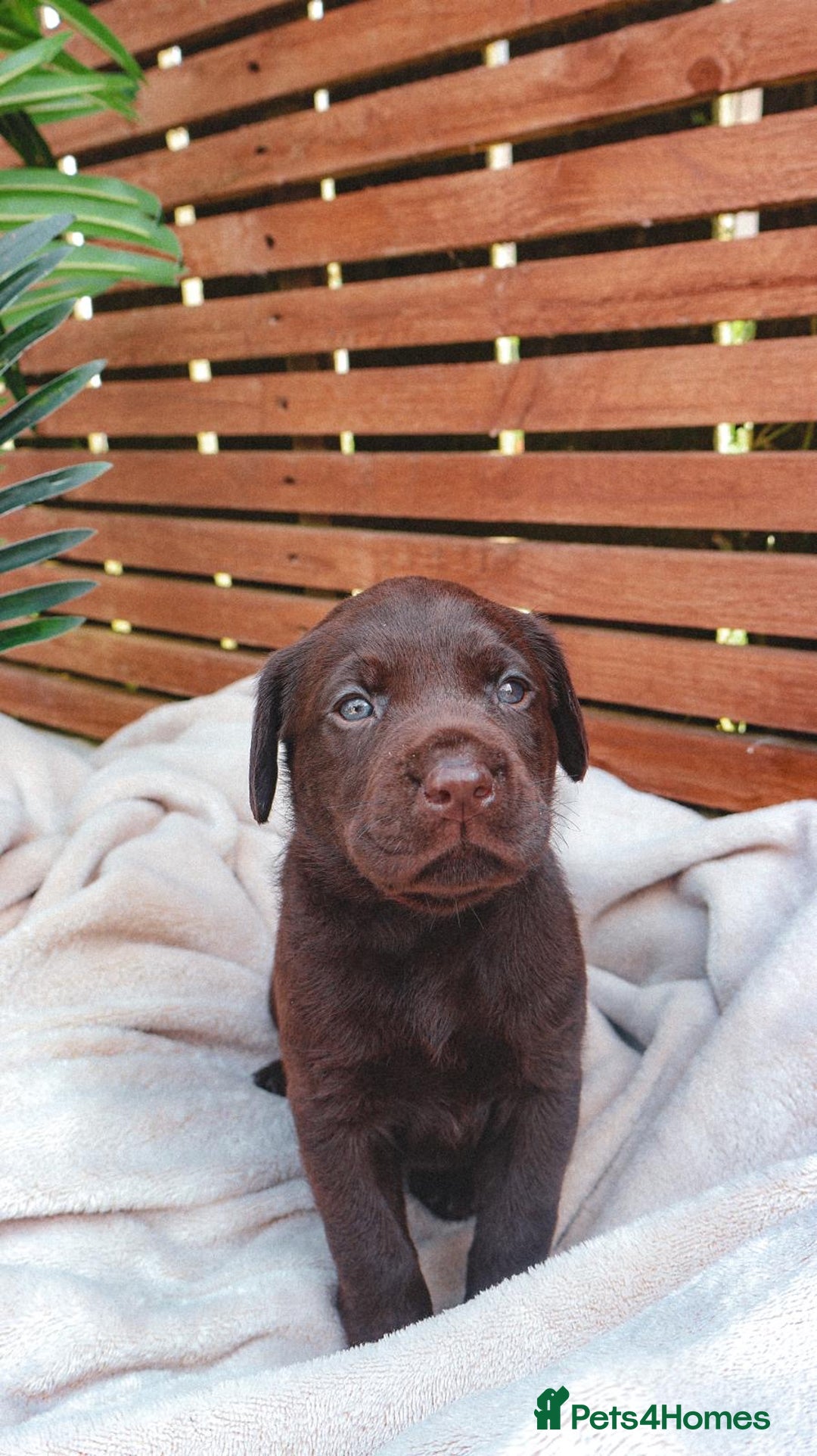 Labrador Retriever dogs for sale: KC Registered Black and Chocolate Labradors - Image 6