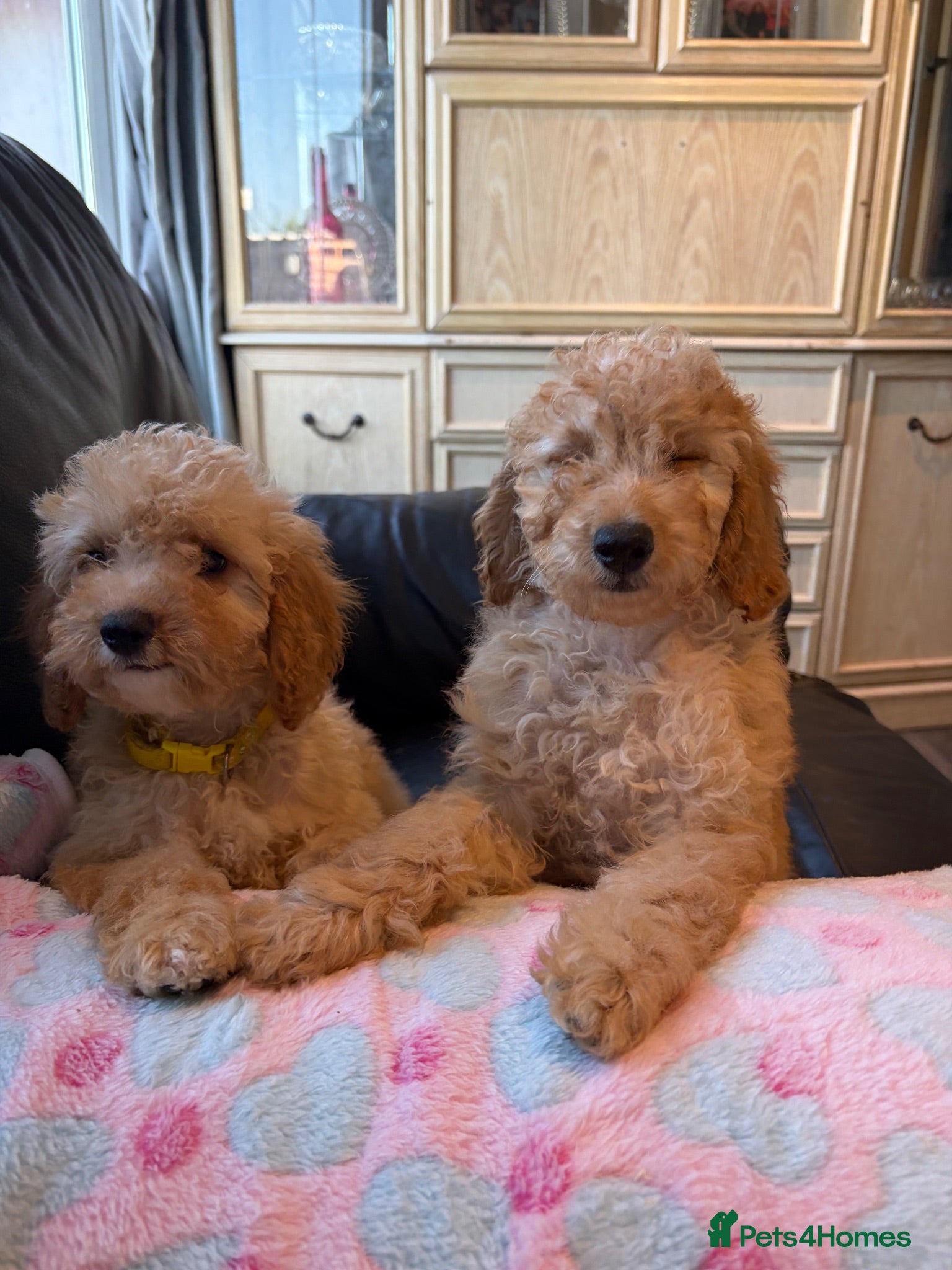 Cockapoo dogs F1b cockapoos ready now 1st and 2nd vaccine  - Advert 1