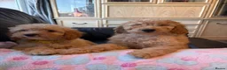 Cockapoo dogs for sale: F1b cockapoos ready now 1st and 2nd vaccine  - Advert 1
