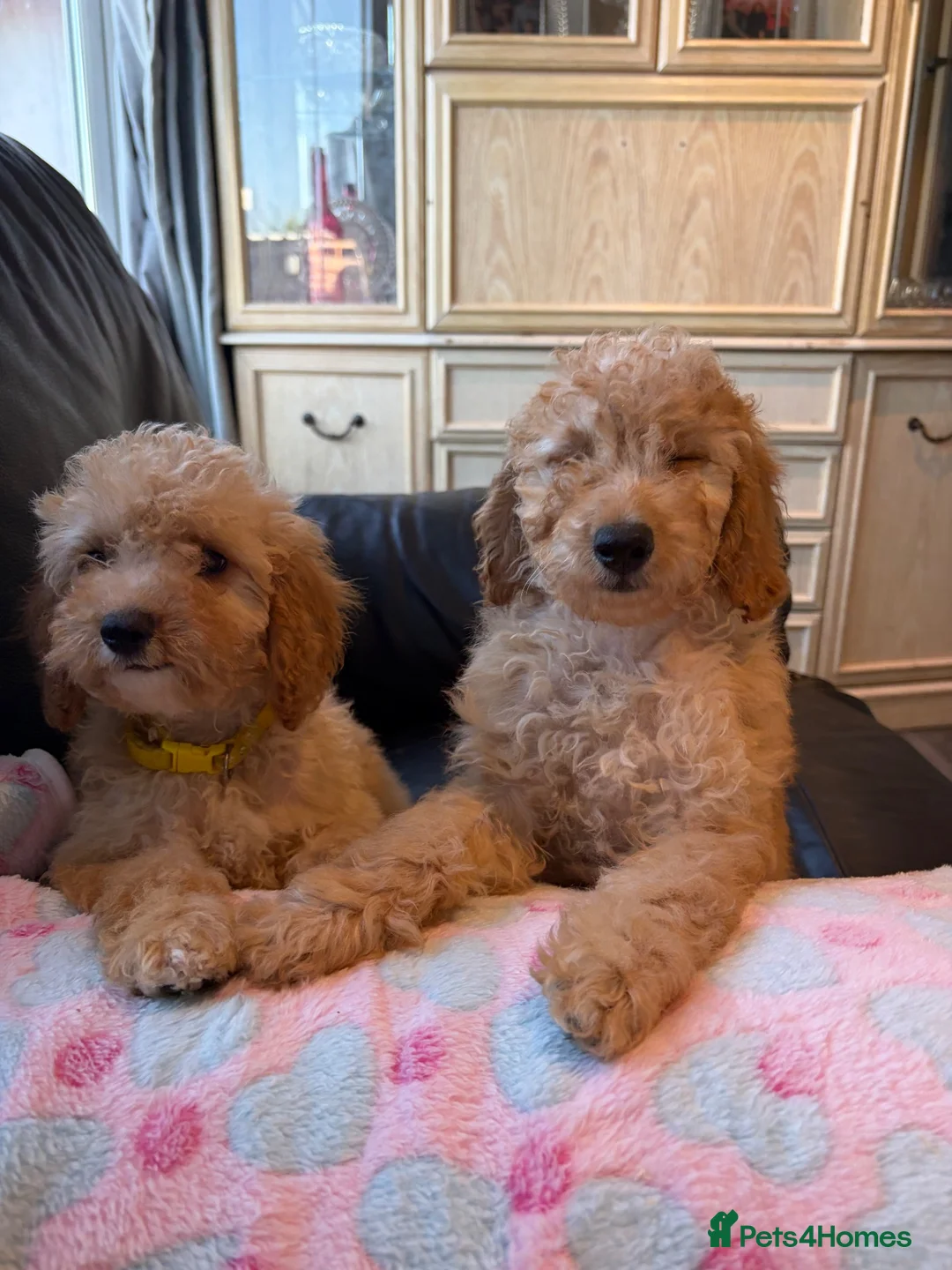Cockapoo dogs for sale: F1b cockapoos ready now 1st and 2nd vaccine  - Advert 1