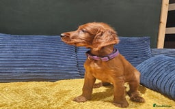 Irish Setter dogs for sale: Beautiful KC-Reg Irish Setter Girl – Ready Now - Image 16