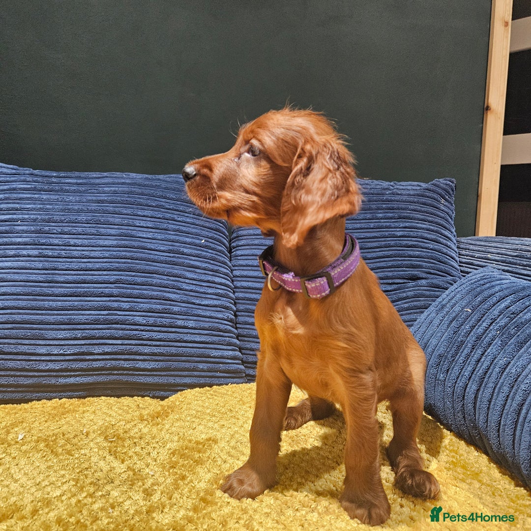 Irish Setter dogs for sale: Beautiful KC-Reg Irish Setter Girl – Ready Now - Image 16