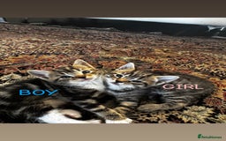 British Shorthair cats for sale: British shorthair mixed tabby in Newcastle upon Tyne - Image 1