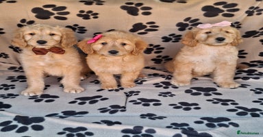 Goldendoodle dogs - Advert 12