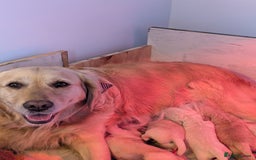 Golden Retriever dogs for sale: KC Golden Retriever Puppies for sale (4 boys left) - Image 20