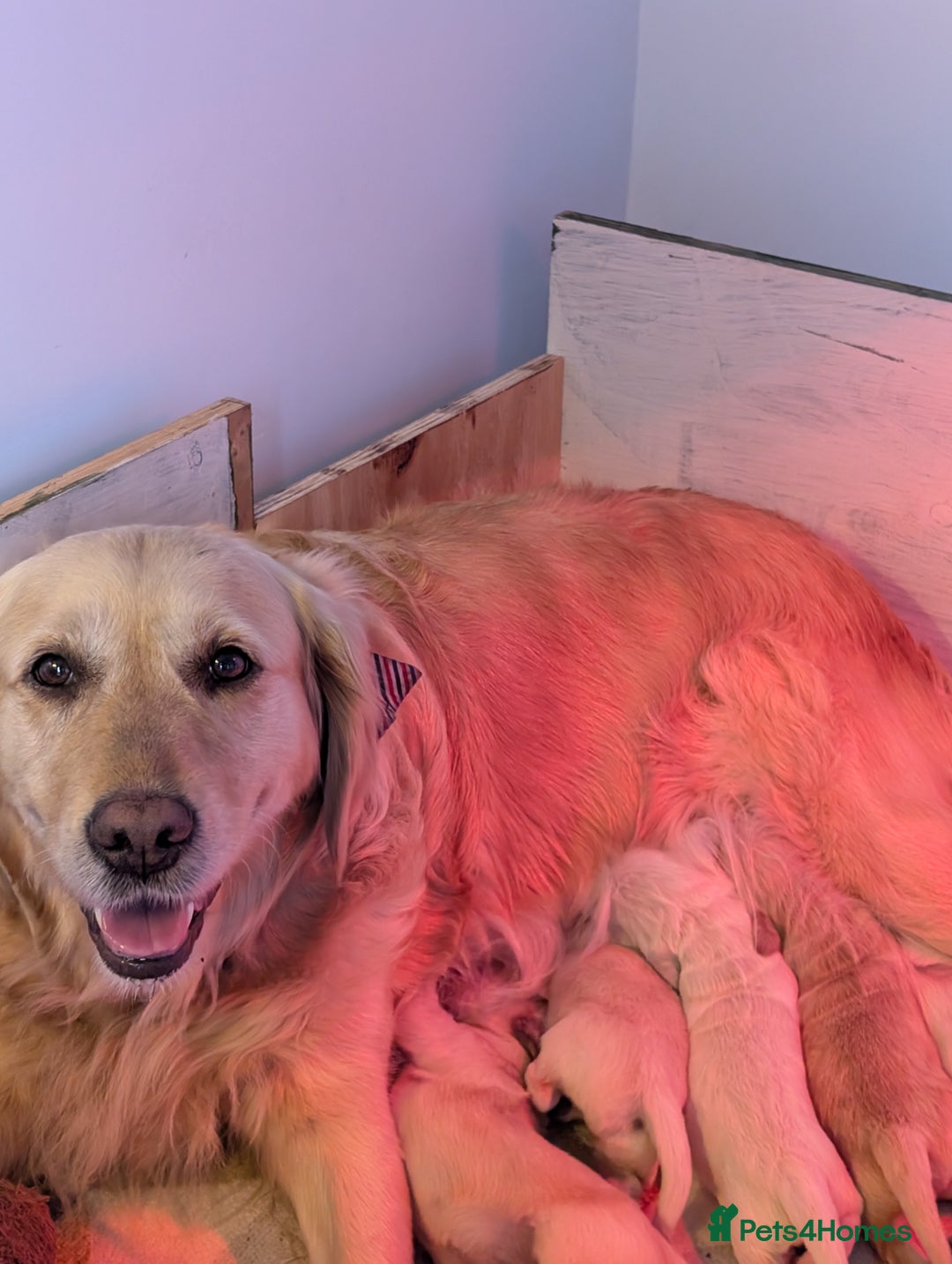 Golden Retriever dogs for sale: KC Golden Retriever Puppies for sale (4 boys left) - Image 20