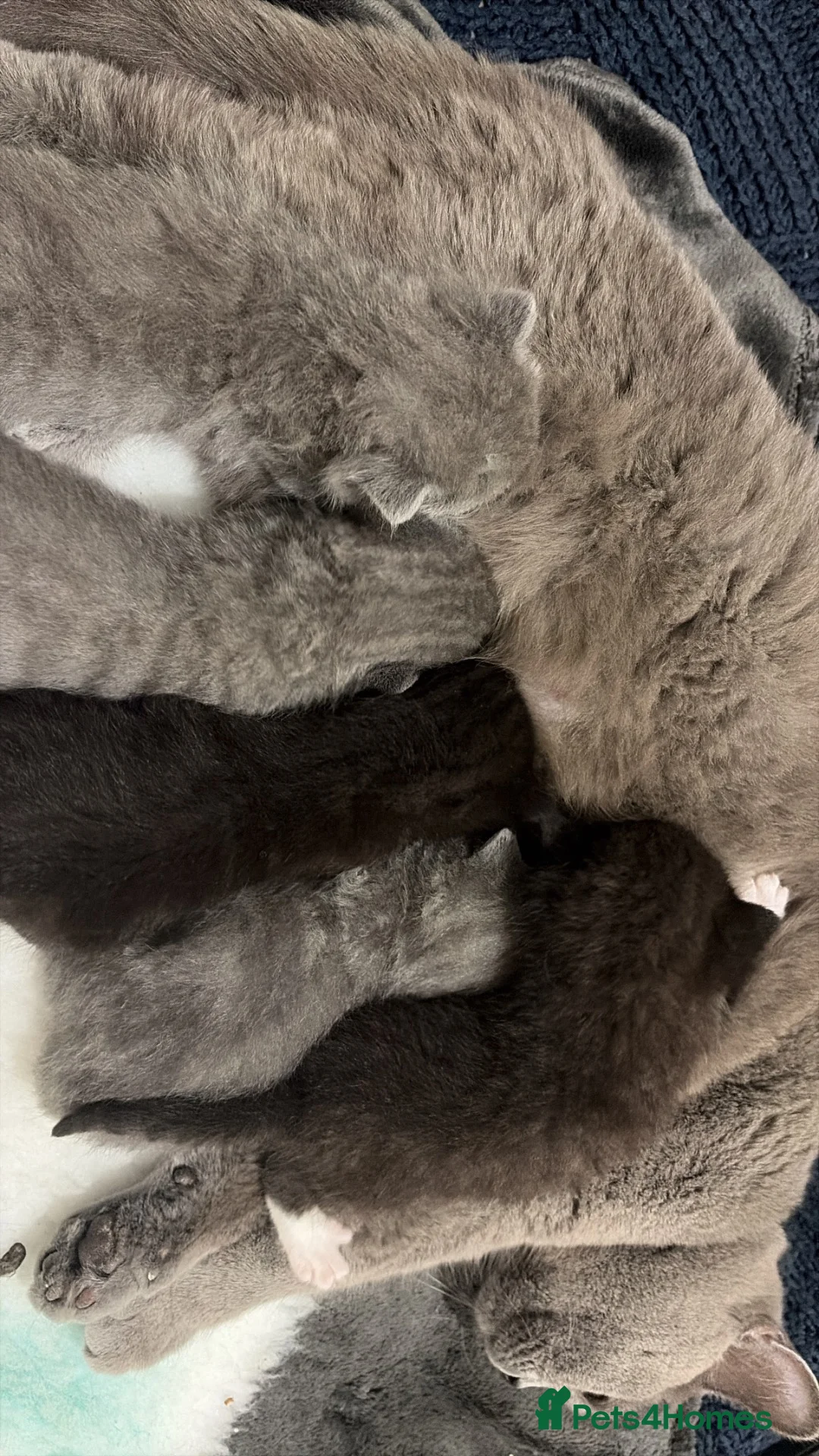 Mixed Breed cats for sale: litter of 5 british short hair mix domestic short  - Advert 19