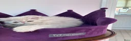 Persian cats for sale: Noushafarin GCCF hobby breeder - Advert 1
