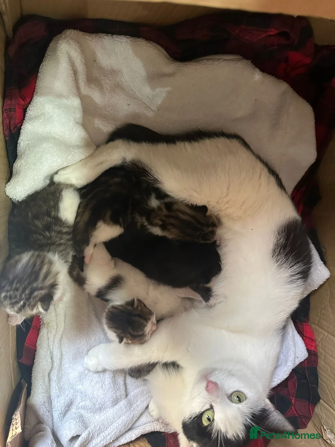 Mixed Breed cats for sale: Mixed breed kittens - Advert 2