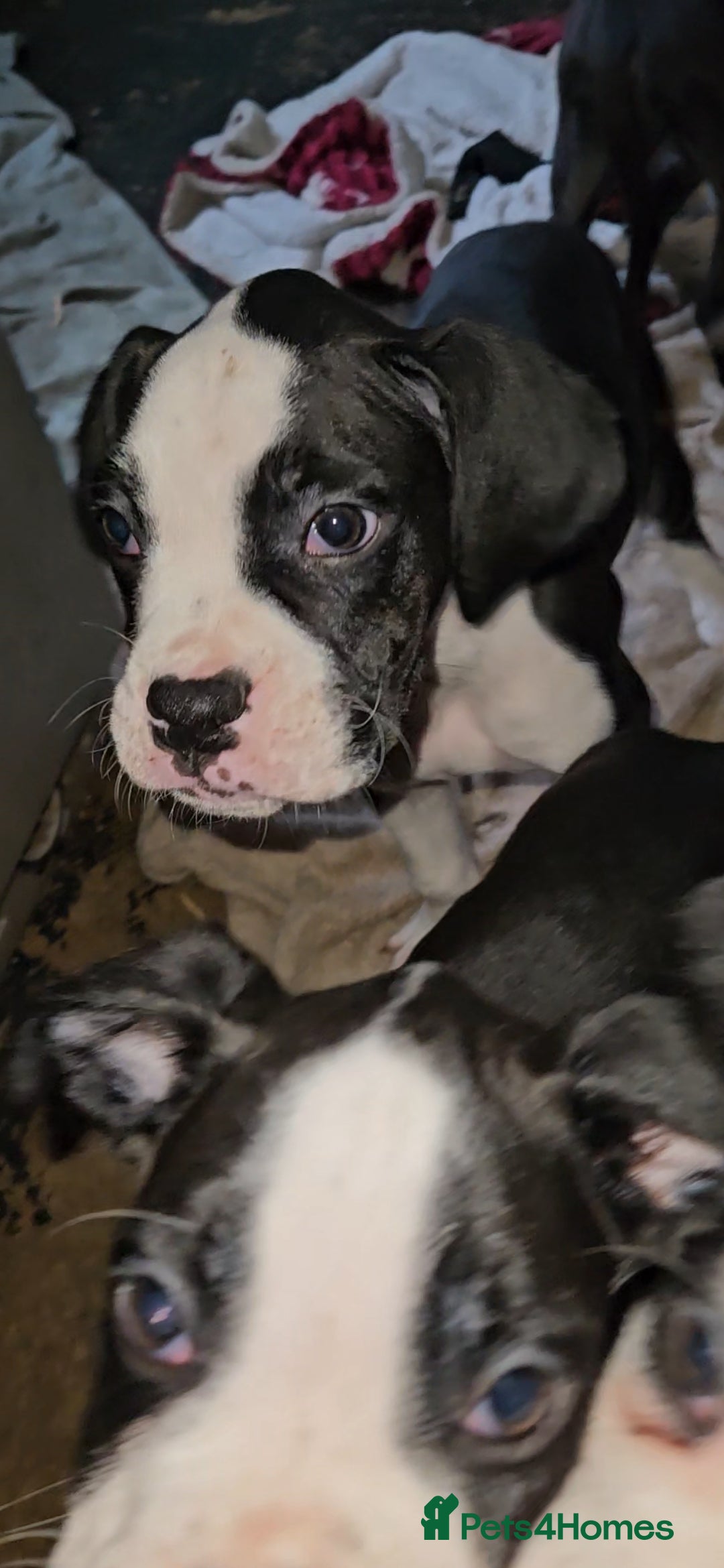 Boxer dogs for sale: READY NOW Kc reg sealed brindle fully vac  - Image 21