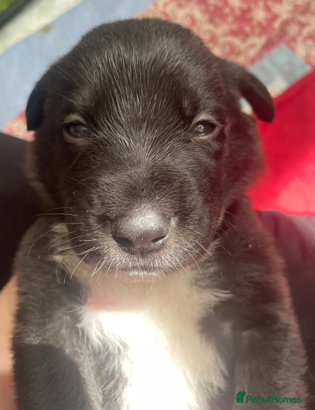 Mixed Breed dogs for sale: Mixed breed puppies - Advert 14