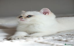 British Shorthair cats for sale: TICA British Shorthair Kittens Champion bloodline in Bedford - Image 9