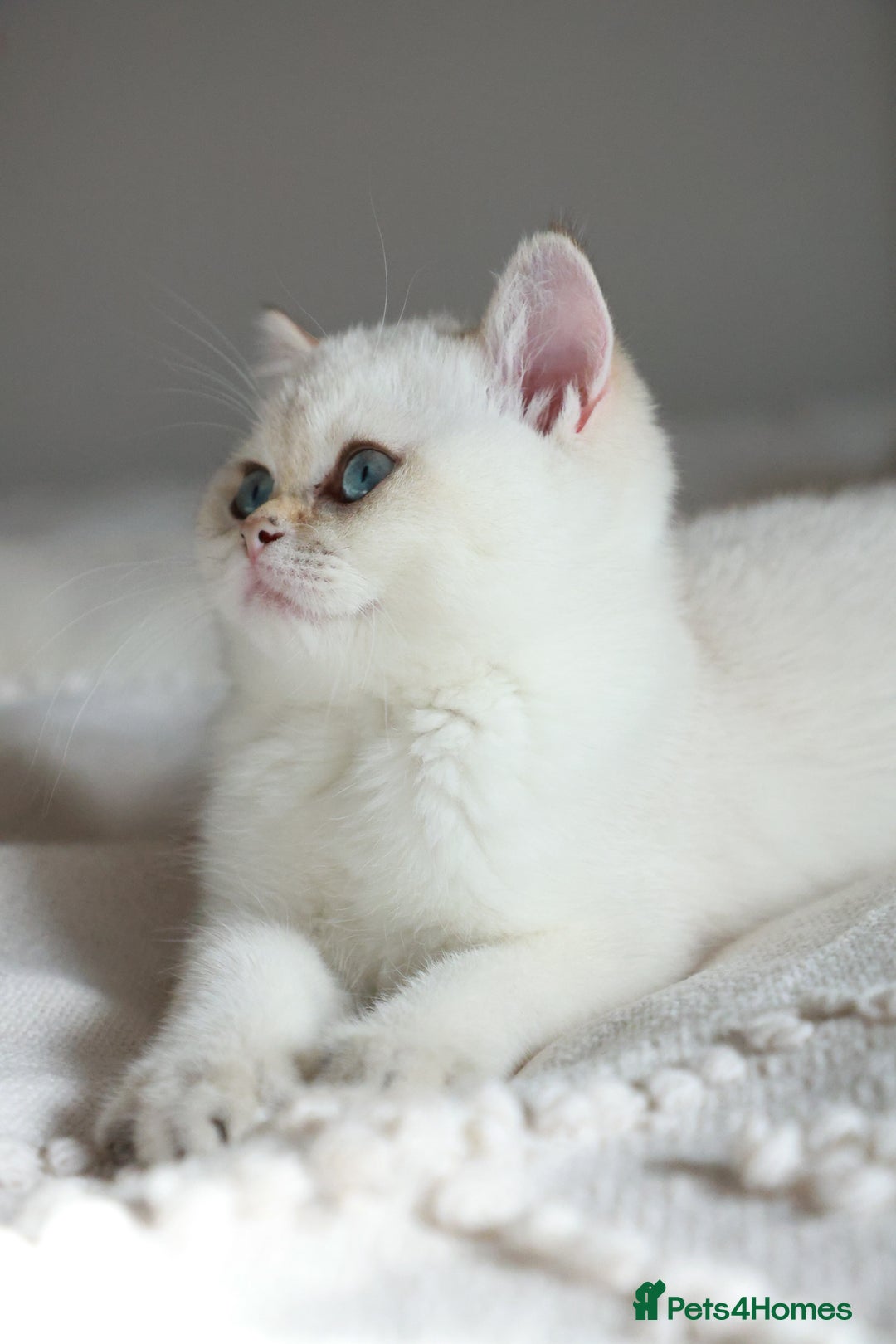 British Shorthair cats for sale: TICA British Shorthair Kittens Champion bloodline in Bedford - Image 9