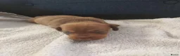 Miniature Dachshund dogs for sale: miniature dachshund  - Advert 11