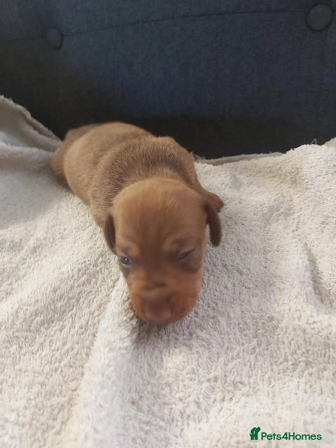 Miniature Dachshund dogs for sale: miniature dachshund  - Advert 11