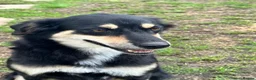 Mixed Breed dogs for adoption: Aspen is in emergency kennels - Advert 5