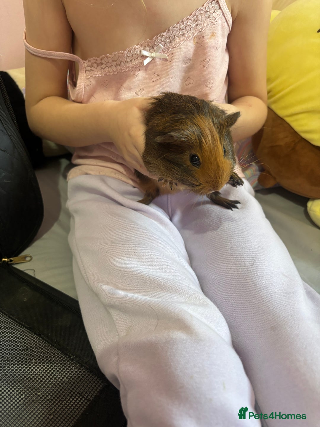 Guinea Pig rodents for sale: Baby piggies - Advert 8