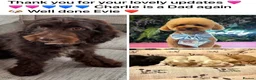 Miniature Poodle dogs for stud: KC proven &  fully health tested - Advert 7