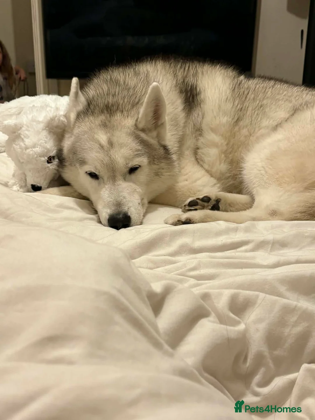 Siberian Husky dogs for sale: Arlo  in Walsall - Advert 2