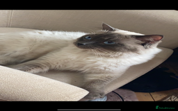 Ragamese cats for sale: Ragdoll x Siamese - Image 2