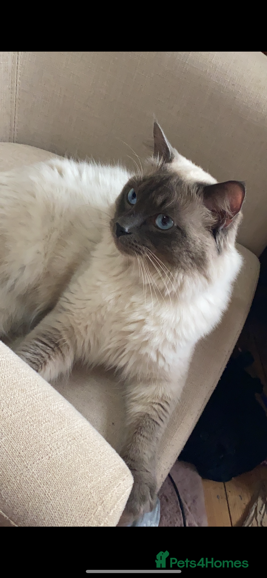 Ragamese cats for sale: Ragdoll x Siamese - Image 2