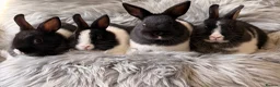 Netherland Dwarf rabbits for sale: Netherland Dwarf Kits For Sale - Advert 3