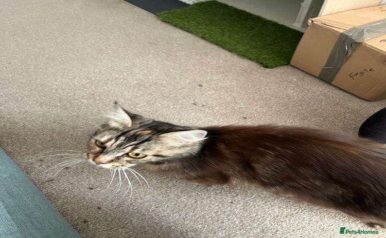 Maine Coon cats Sisters for adoption  - Advert 1